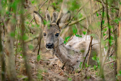 Portrait of deer in forest