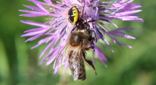 Close-up of bee pollinating on purple flower