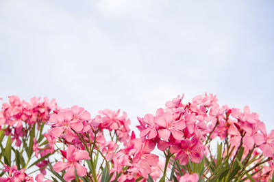 Close-up of pink cherry blossoms against sky