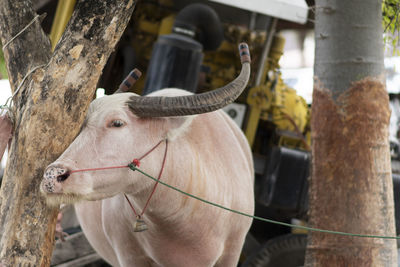 Cow tied on tree