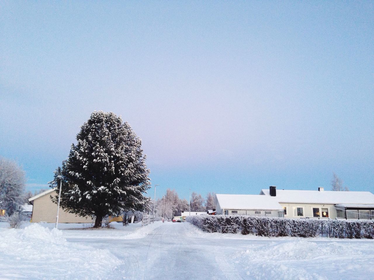 snow, blue, sky, cold temperature, winter, tree, no people, christmas tree, outdoors, day