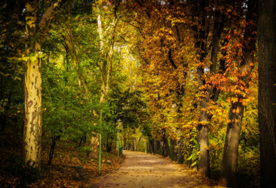 Footpath passing through forest