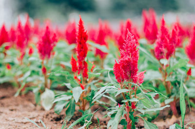 Close-up of red flowering plant on field