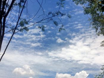 Low angle view of trees against blue sky