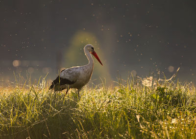White stork morning sunlight walk