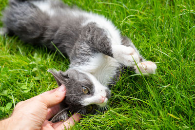 Close-up of cat lying on grassy field