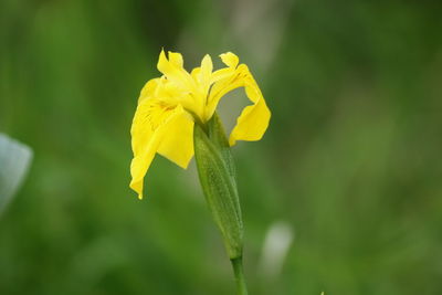 Close-up of yellow flowering plant