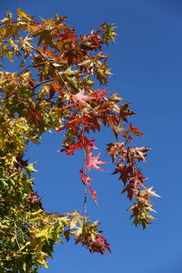 Low angle view of maple tree against sky