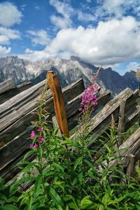 Scenic view of flowering plants by mountains against sky