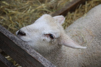 High angle view of sheep in pen