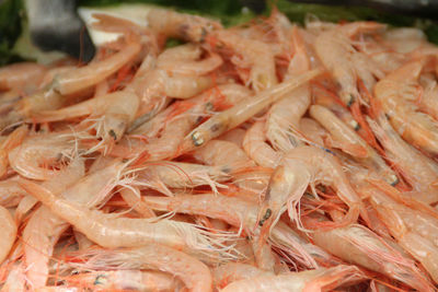 High angle view of shrimps at market stall