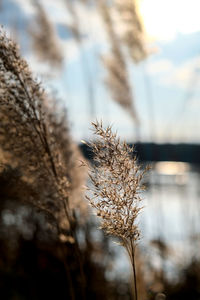 Close-up of snow on plant