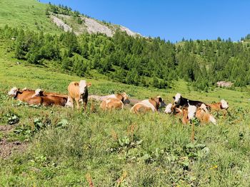 Horses in a field