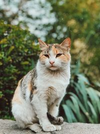 Portrait of a cat