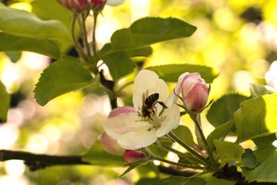 Close-up of bee perching on pink flower