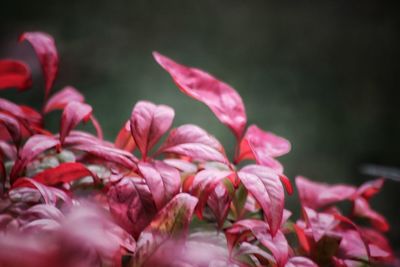 Close-up of pink flowering plant leaves