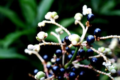 Close-up of fruit growing on plant