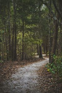 Footpath passing through a forest