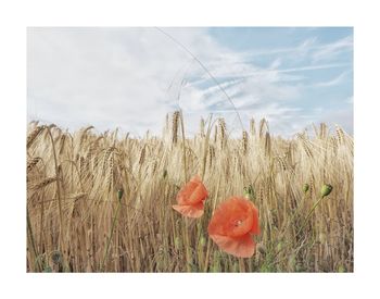 Close-up of poppy growing in field