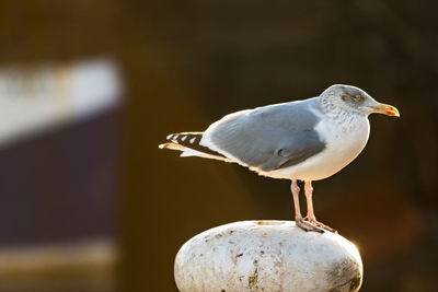 Close-up of seagull perching