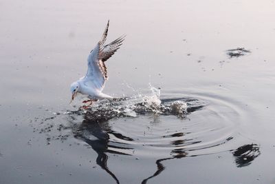 High angle view of bird swimming over lake