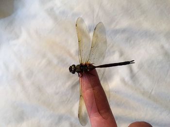 Close-up of hand holding insect