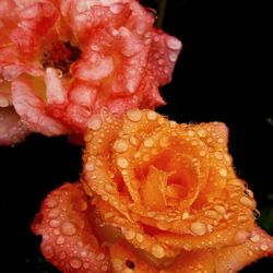 Macro shot of rose flower