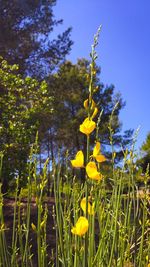 Close-up of yellow flowers blooming on field