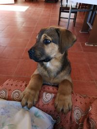 Dog sitting on floor at home