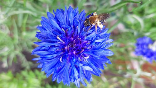 Close-up of bee pollinating on purple flower