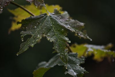 Close-up of wet plant leaves during winter