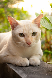 Close-up portrait of cat relaxing outdoors