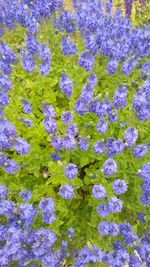 Close-up of purple flowers blooming in field