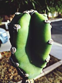 Close up of green plant