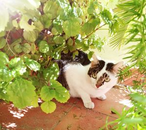 Portrait of cat on plant