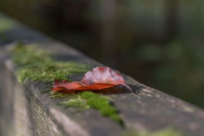 Close-up of leaf