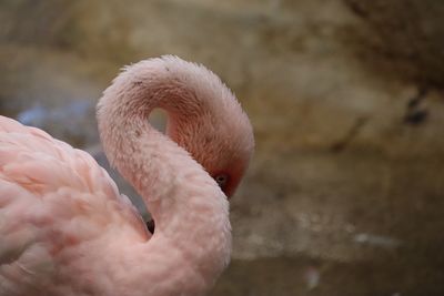 Close-up of swan