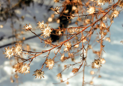 Close-up of flowers against blurred background