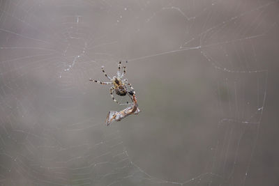 Close-up of spider on web