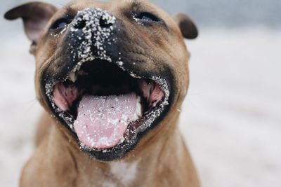Close-up of staffordshire bull terrier at beach