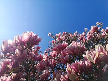 Low angle view of pink flowering plants against blue sky