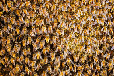 Group of bees working on honeycombs in beehives in an apiary 