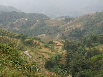 High angle view of agricultural field