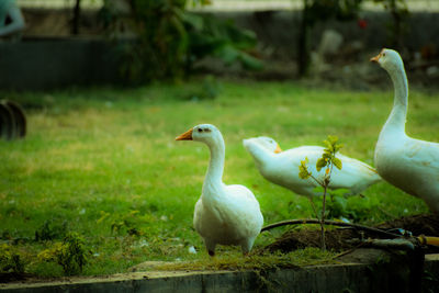 Ducks on a field