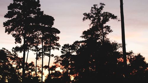 Low angle view of silhouette trees against sky