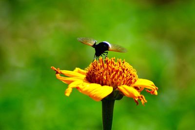 Close-up of bee pollinating on yellow flower