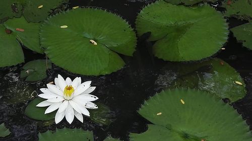 Close-up of lotus water lily in pond