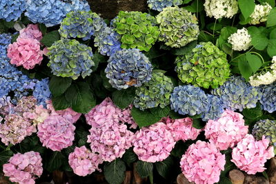 Close-up of flowers