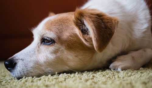 Close-up of dog lying on rug at home