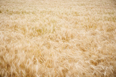 Full frame shot of wheat field